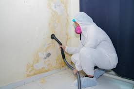 Why You Should Choose Our Mold Remediation Services in Windsor, CO